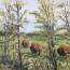 Bison in the Woods